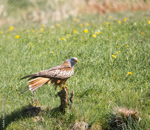 The red kite perches proudly on a sturdy branch, its vibrant brown plumage glistening in the sunlight. Its feathers display distinctive red and blue accents, giving it a striking appearance