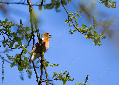 A live chaffinch is perched upside down on a branch, surrounded by fresh leaves and a clear blue sky.