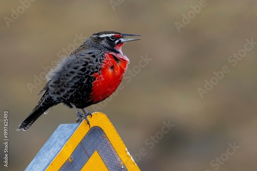 Leistes loyca on a fence