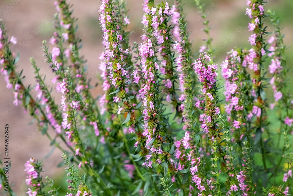 Obraz premium Dense thyme shoots with small pink flowers on blurred brown-green background of summer field