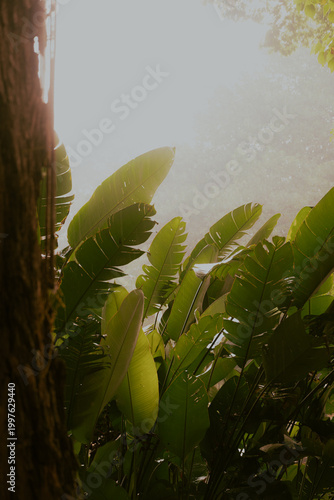 Parque com folhas de banana
