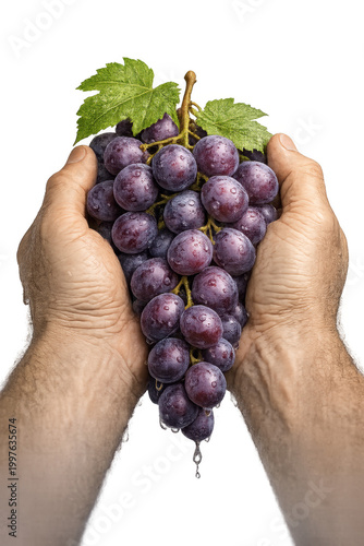 Two hands holding large fresh purple grape cluster vine leaves biblical harvest offering abundance fruit fertility isolated white background
