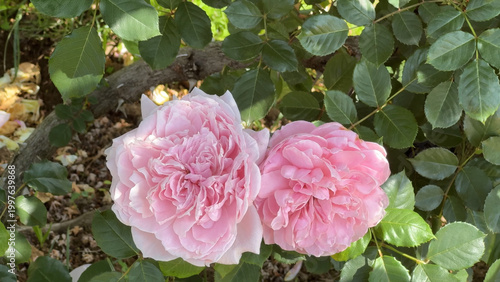 Photo of beautiful pink white rose flowers in 
nature in sunny botanical garden. Buds of flowering plants. Picture for notebook cover, copybook, postcard or calendar.