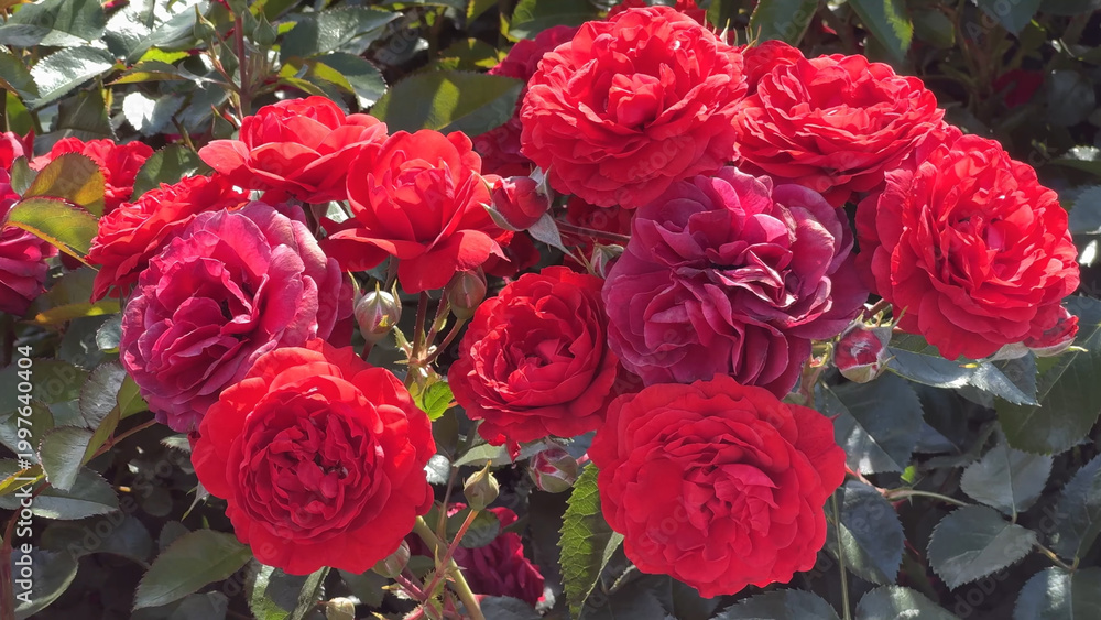 Fototapeta premium Photo of beautiful red rose flowers in nature in sunny botanical garden. Buds of flowering plants. Picture for notebook cover, copybook, or calendar.