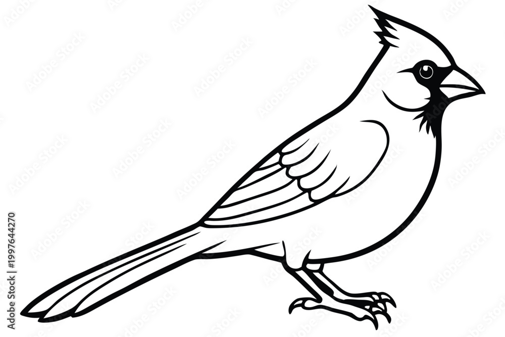Obraz premium cardinal silhouette line art vector illustration with a white background