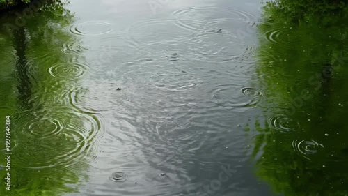 Multiple circular ripples spread across a still forest pond surface during rainfall, with lush green vegetation reflected in the water and overhanging foliage framing the scene.