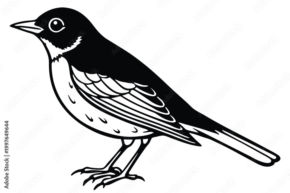 Fototapeta premium american robin silhouette line art vector illustration with a white background