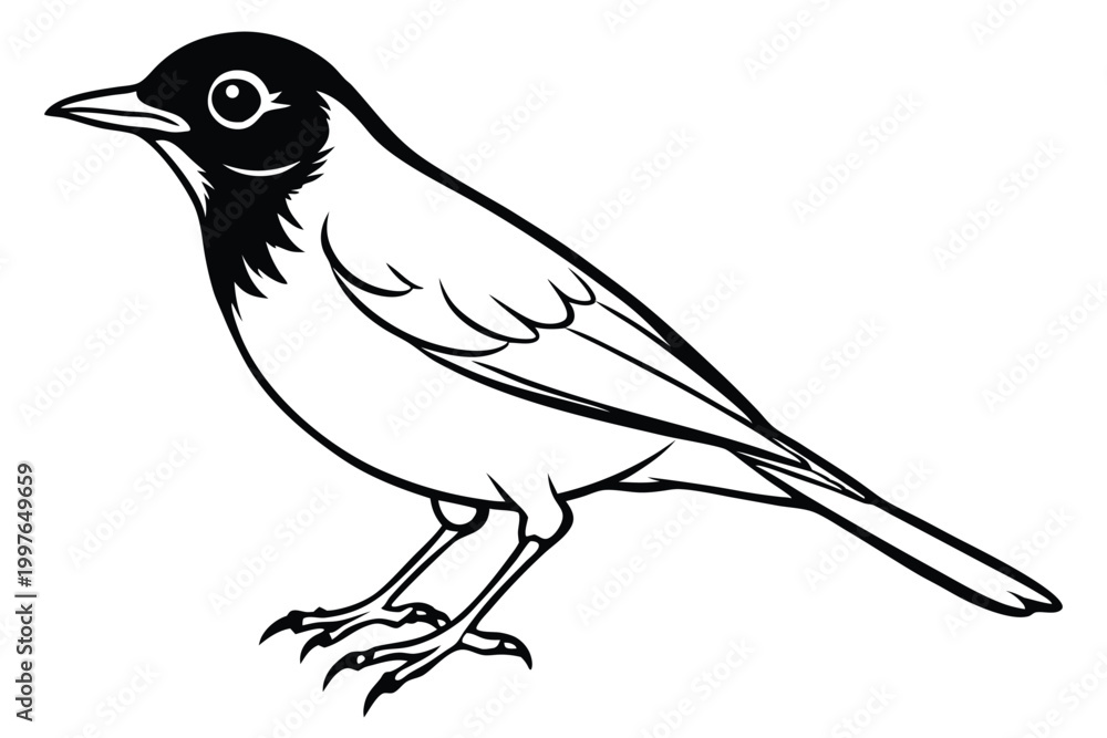 Fototapeta premium american robin silhouette line art vector illustration with a white background