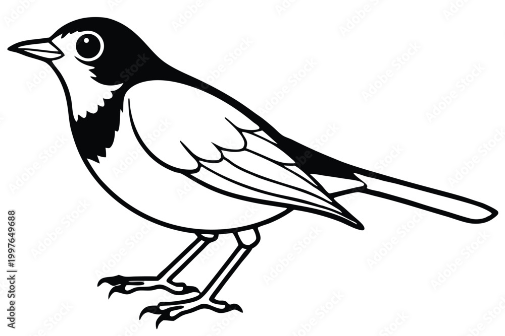 Fototapeta premium american robin silhouette line art vector illustration with a white background