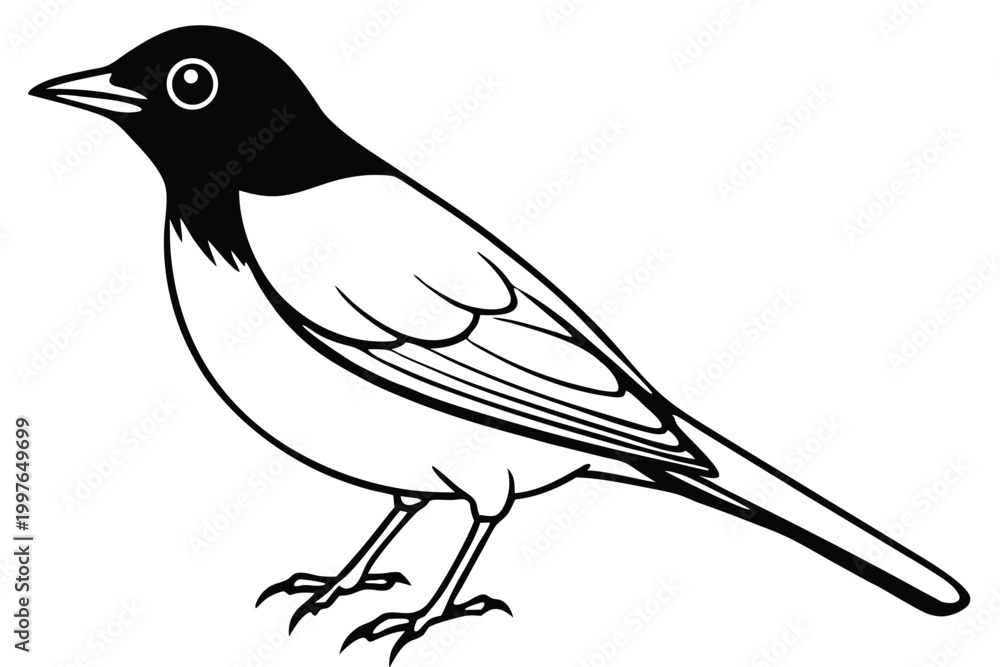Obraz premium american robin silhouette line art vector illustration with a white background