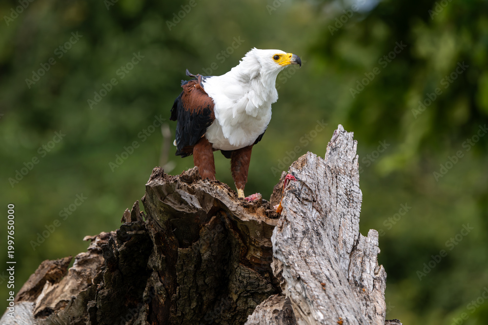 Fototapeta premium African fish eagle feeding on a tigerfish perched on a stump