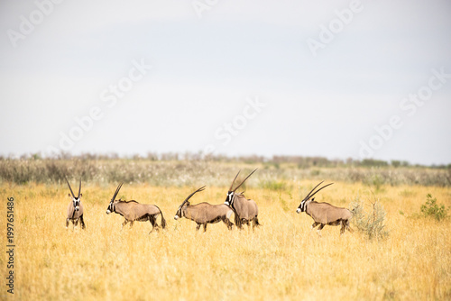 Oryx being observed by  people in safari vehicle, Makgadikgadi National Park, Botswana, Africa