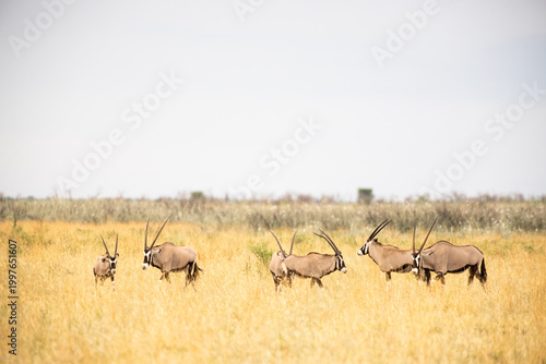 Oryx being observed by  people in safari vehicle, Makgadikgadi National Park, Botswana, Africa