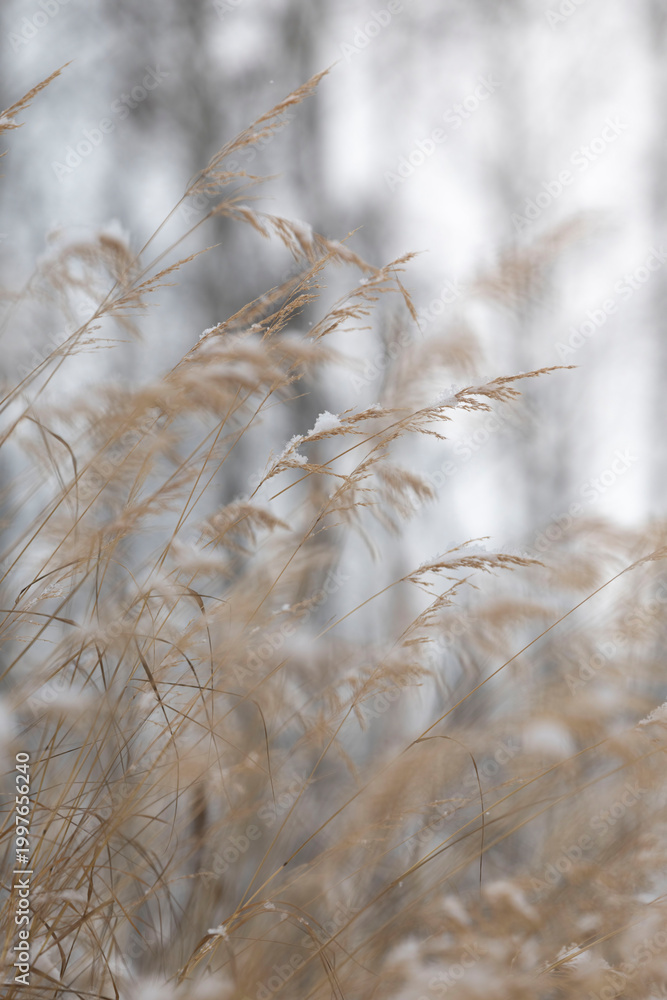 Obraz premium Snowflakes on a tall stalk of grass