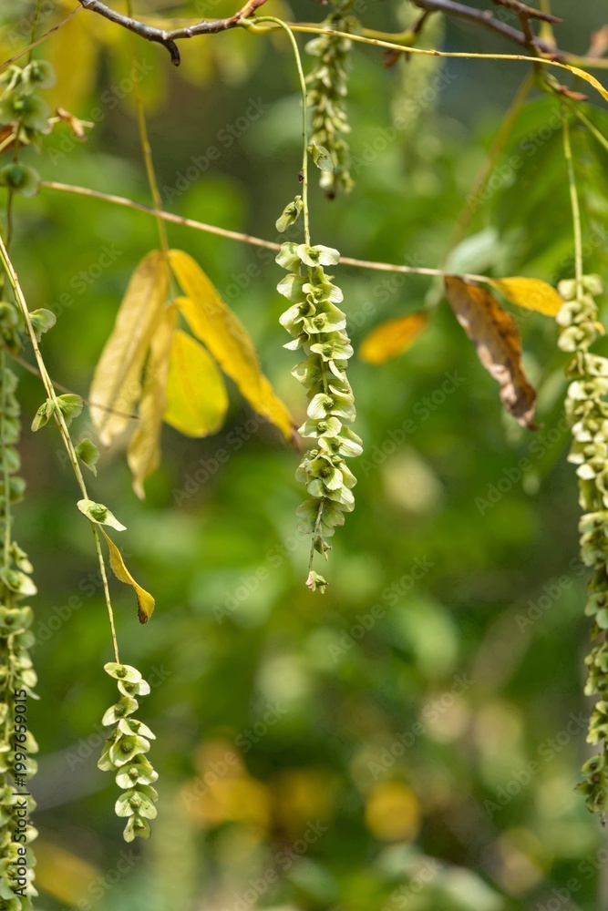 Obraz premium Close up of nutlets hanging from a Caucasian walnut (pterocarya fraxinifolia) tree