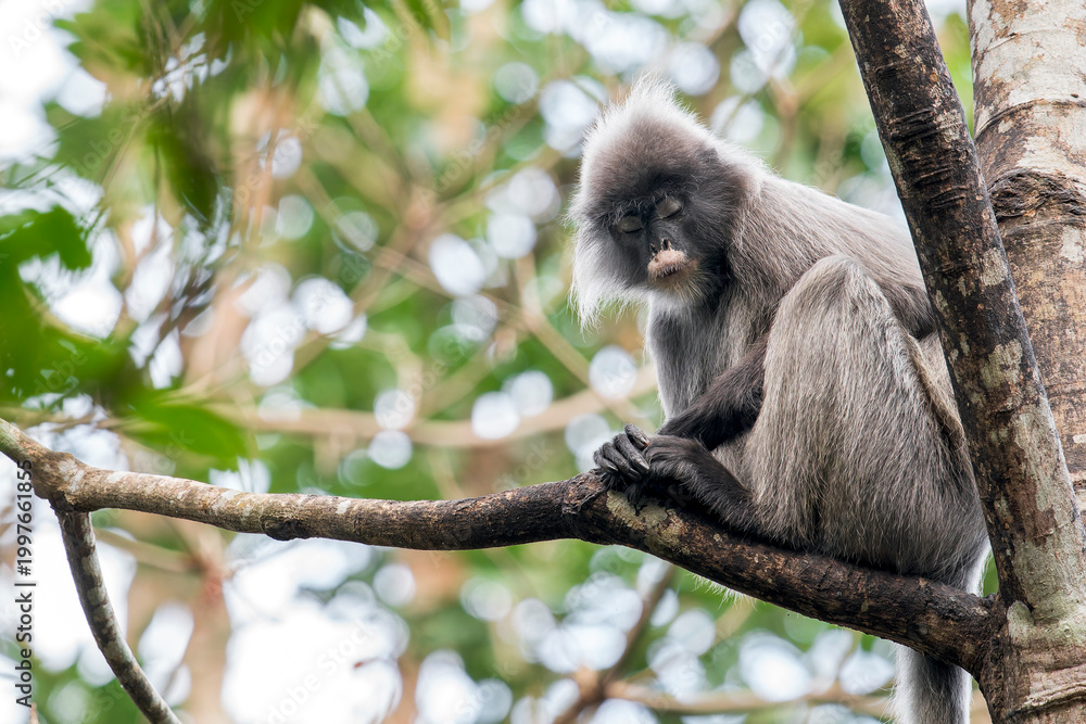 Obraz premium An Indochinese Grey Langur sits in a tree in Thailand, Asia.