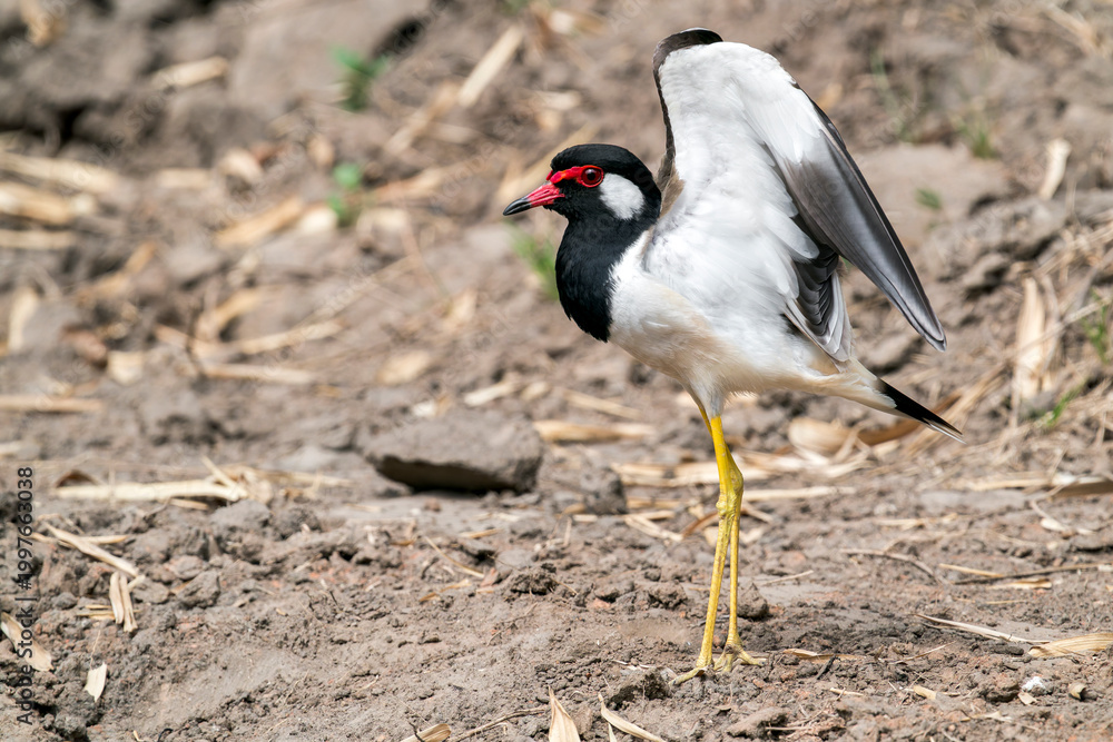 Fototapeta premium A Red-wattled Lapwing stretches its wings in Thailand, Asia.