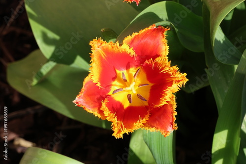 Tulipa 'Fabio'. Top view close up of a single tulip with vibrant red petals and fringed spikey dramatic yellow margins. 