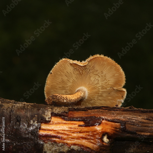 Quadro su tela mushrooms on a tree