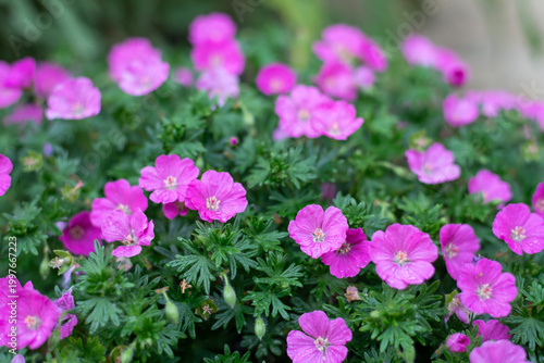 Tableau sur toile Bloody geranium (geranium sanguineum) flowers in bloom