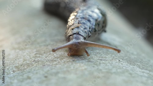 Extreme Macro Close Up of a Grey Slug Moving on Concrete Surface with Tentacles Extending and Retracting