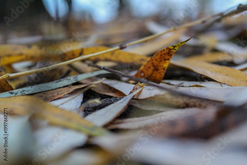 Close up of colorful fallen autumn leaves on ground.