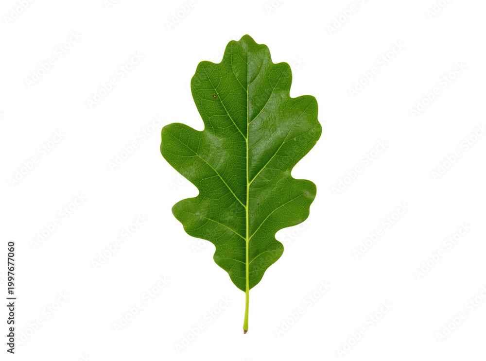Fototapeta premium A lone green leaf on a simple white background