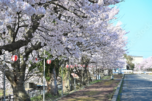 Bild auf Leinwand すご堀の桜並木（新潟県新潟市江南区）