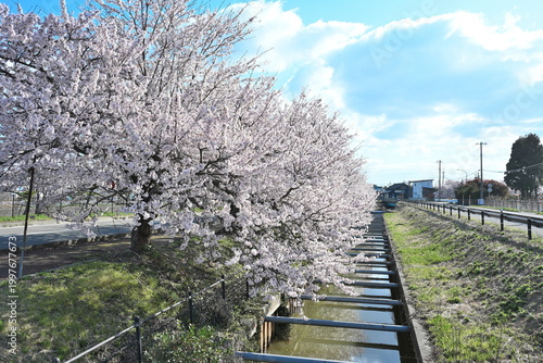 Bild auf Leinwand すご堀の桜並木（新潟県新潟市江南区）