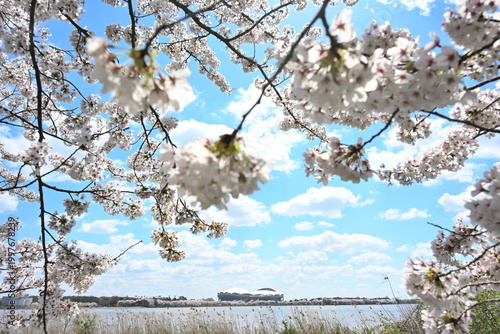 鳥屋野潟の桜と新潟スタジアム（新潟県新潟市中央区）