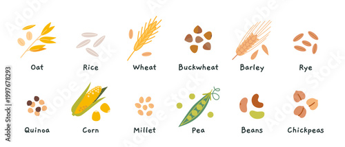 Set of grains and legumes like oat, rice, wheat, buckwheat and more. Natural food ingredients collection for healthy diet and plant based concept. Trendy modern vector illustration, hand drawn, flat