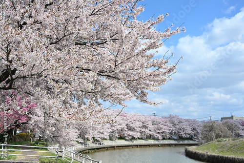 東明さくら公園の桜並木と遊歩道（新潟県新潟市）