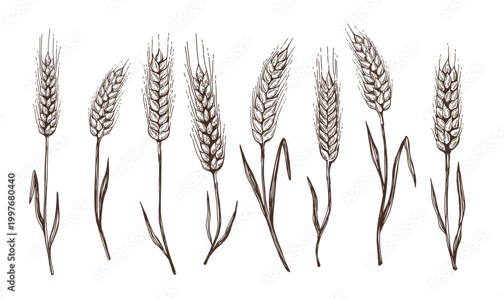 Naklejka premium Wheat bread ears hand drawn vector illustration. 