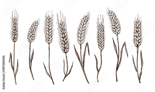 Wheat bread ears hand drawn vector illustration.	
