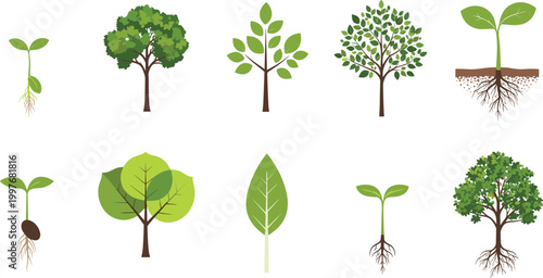 Cartoon illustrated plant and tree growth stages collection showing sprouts seedlings leaves roots mature foliage educational botanical artwork nature scene