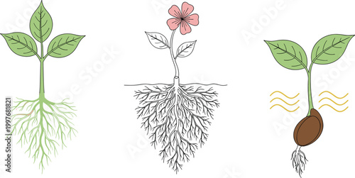 Cartoon illustrated plant growth stages collection showing seed germination young sprout flowering plant roots leaves stem educational botanical artwork scene