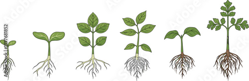 Cartoon illustrated six stages of plant growth showing seedling sprout leaf development root expansion mature plant educational botanical artwork scene