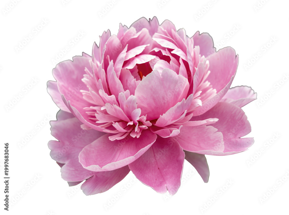 Obraz premium A pink flower with green leaves in the background