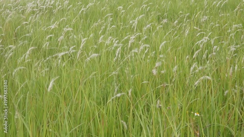 Green meadow with white reeds blowing in the wind
