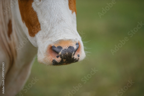 Obraz na plátně Cow snout close up grazing in field