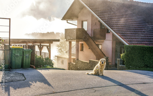 Golden retriever dog sitting on a paved road in front of a two-story house with a sloped roof and green trash bins in a misty rural setting