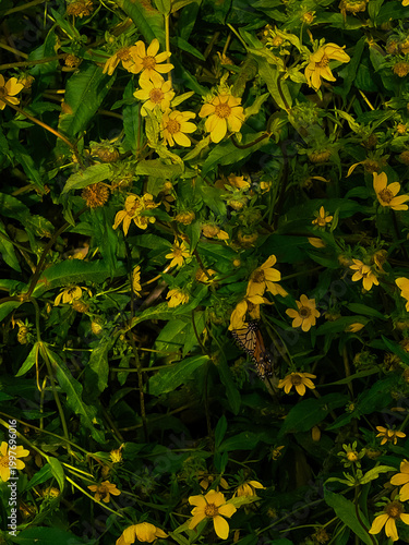 yellow maple leaves