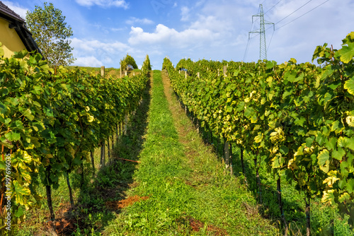 Lush green vineyard rows with grapevines stretching towards a distant hill under a clear blue sky and power lines in the background, showcasing agricultural landscape