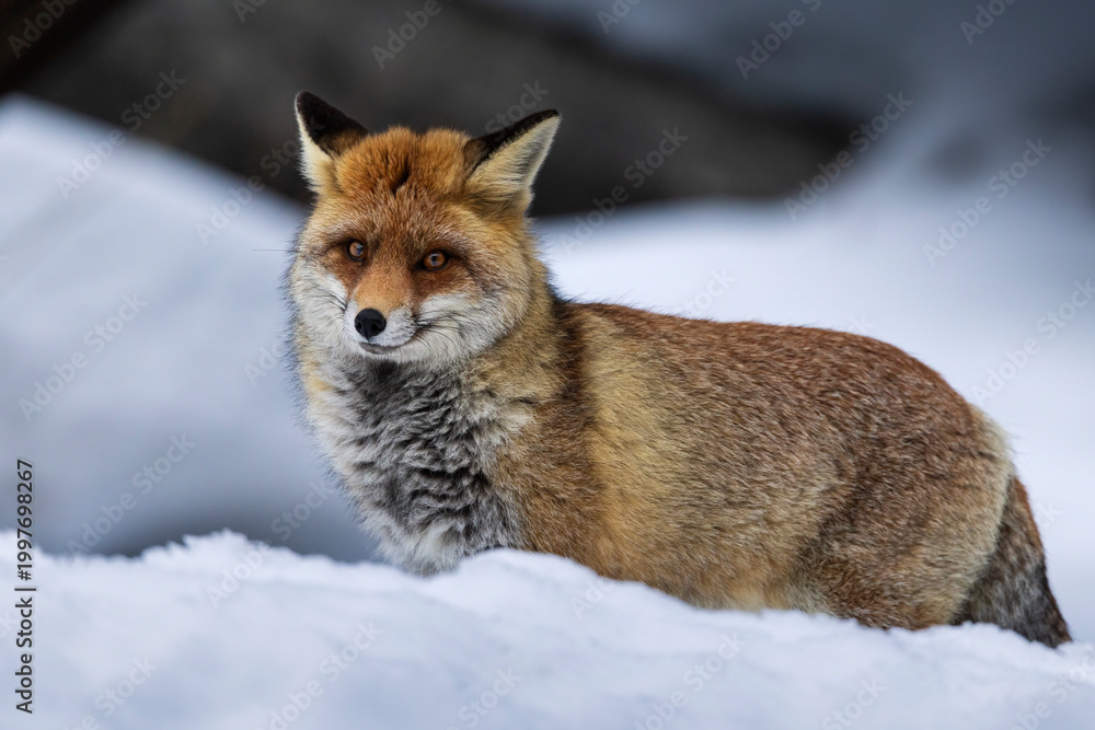 Obraz premium fox in the snow
