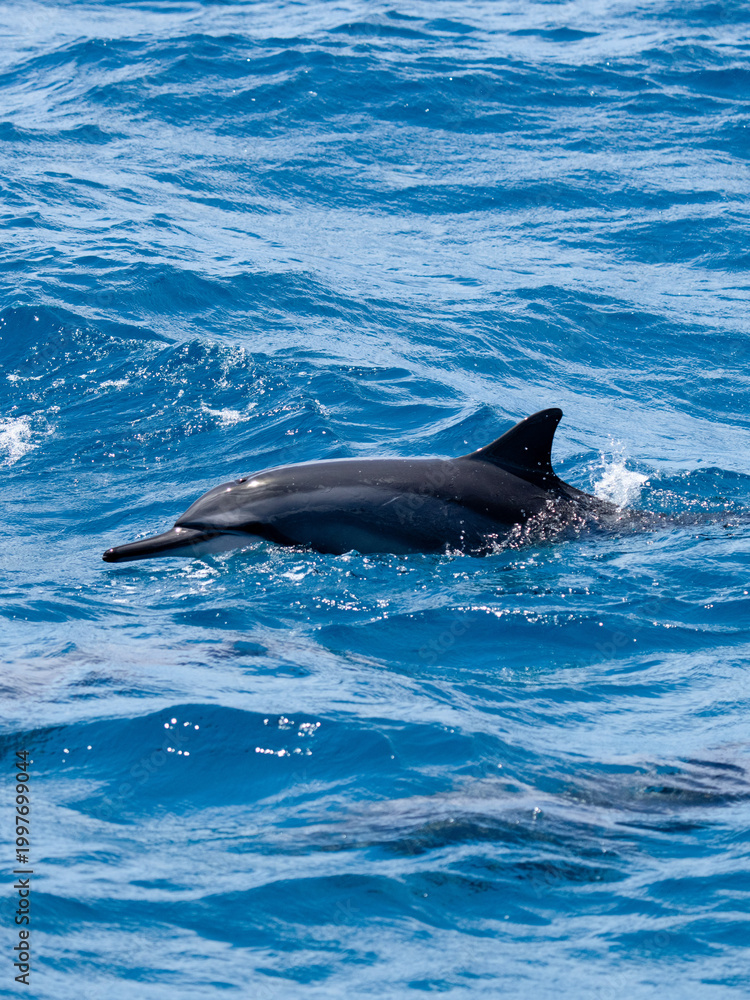 Naklejka premium dolphin in the water