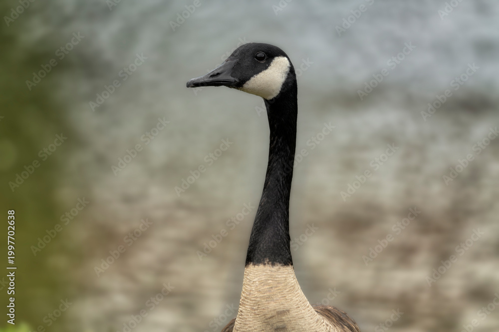 Fototapeta premium Headshot of a Canadian Goose