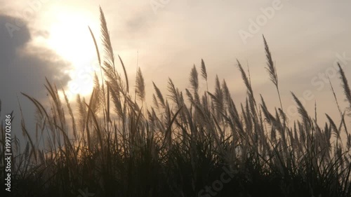 Silhouette view of wild grass with sunset background