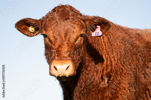 Lincoln Red Cow Close Up Portrait Looking at Camera Against Blue Sky