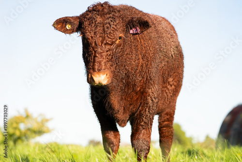 Lincoln Red Cow Walking Towards Camera on Green Pasture in Sunshine