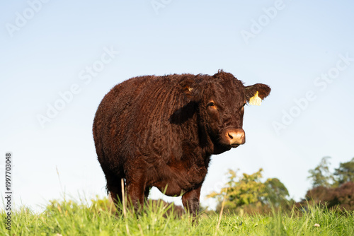 Lincoln Red Cow Standing on Green Pasture Against Blue Sky